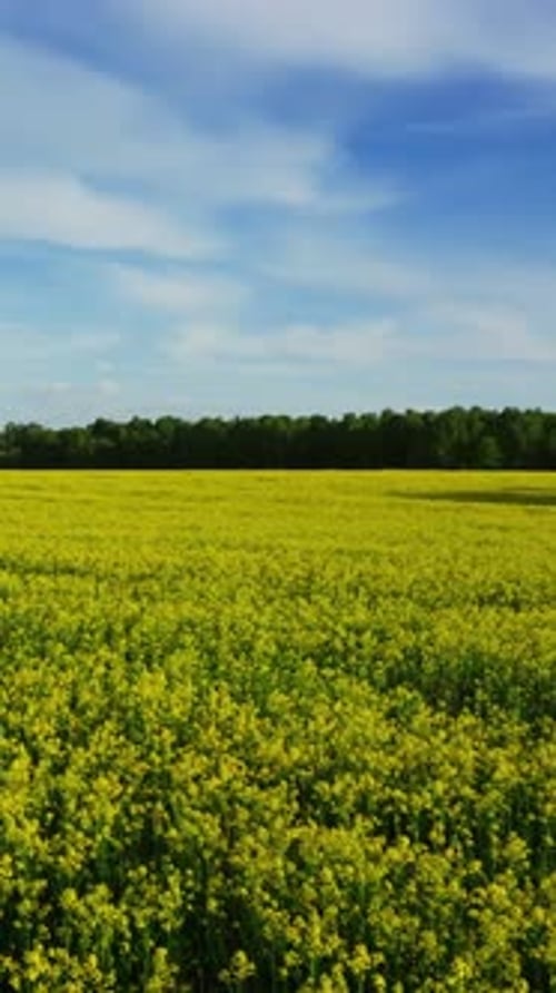 Landscape with flowering rapeseed field, timelpase