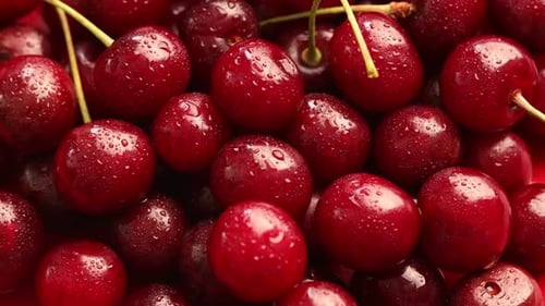 Many ripe cherries with water drops, spinning