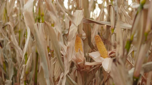 Closeup of Peeled and Overripe Corn Cobs Growing on Dried Plants in ...