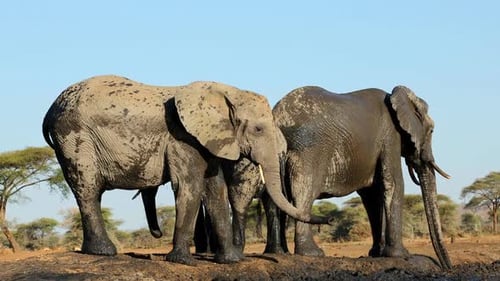 African Elephants Drinking At A Waterhole, Botswana