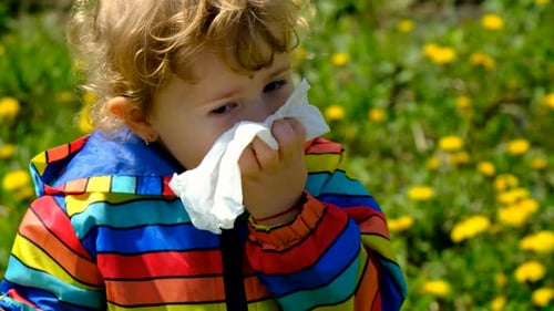 Child Blowing Nose with Tissue in Spring Field