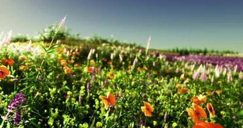Buntes Wildblumenfeld unter klarem blauem Himmel an einem sonnigen Frühlingstag