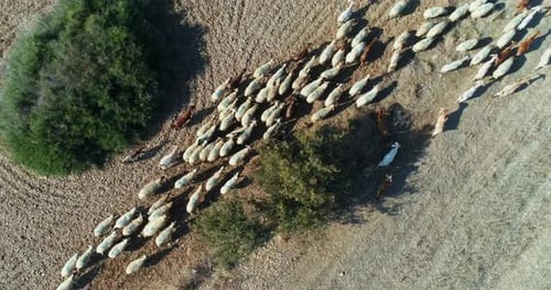 Aerial view of sheep walking through the dirt and fields.