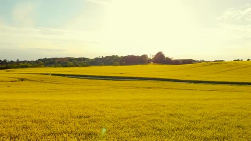 Bright Yellow Canola Field with Car Driving