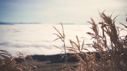 Dry Grass in the Wind in Sunny Autumn Nature with Foggy Clouds in Valley