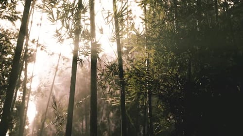 Sunlight Filtering Through Bamboo Forest in the Early Morning Hours