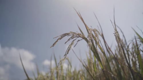 Ears of rice swaying in the wind just before the harvest