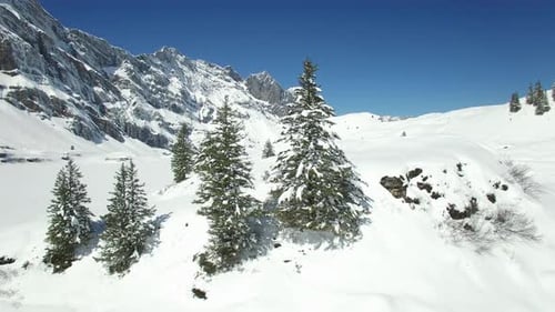 Snow Covered Forest Landscape Scenery in Winter Season