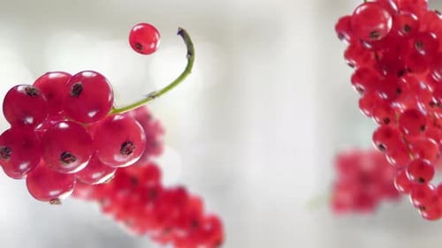 Clusters of Fresh, Red, Glossy Currants