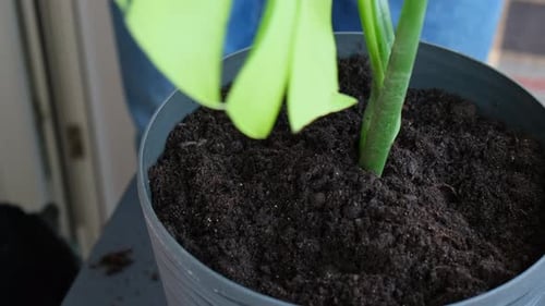 Man Gardener Hands Transplant Monstera House Plant in Pot Concept of Home Gardening Taking Care of