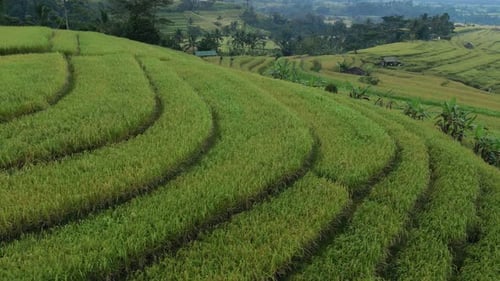 Rice Terrace 03