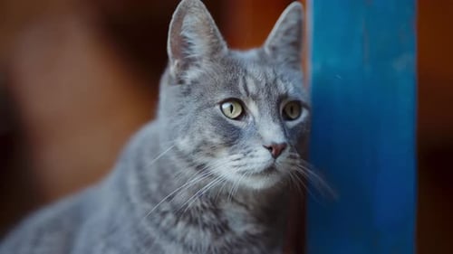 Close-Up Of A Loveable Grey Cat