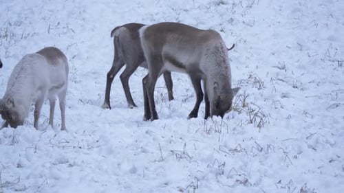 Sami Reindeer grazing and poking around in the thick snow in Lapland, Sweden - Static medium shot