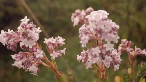 forest and vegetation, flowers close up