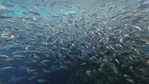 Underwater View of Shoal Sardine Fish in Sea