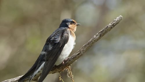 Welcome Swallow Bird On Tree Branch Preening Its Feathers. - close up shot