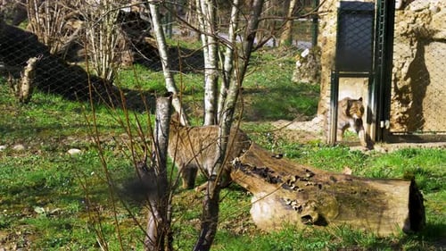 big cat walking, european wildcat (Felis silvestris silvestris) walking in green grass in the nature