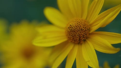 A close-up of the vibrant yellow False Sunflower (Heliopsis), showcasing its bright and cheerful blo