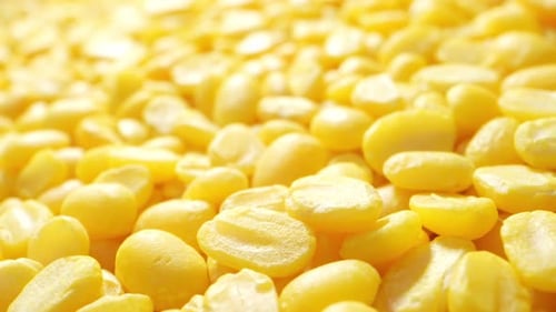 Explore el encanto de los frijoles mungos pelados a través de la lente de la sonda.