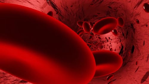 Red Blood Cells Flowing Through a Blood Vessel Loop Animation