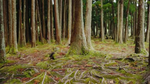 Serene Forest with MossCovered Ground and Tall Trees in a Natural Setting