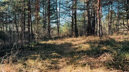 Sunlit Pine Forest Glade with Natural Ground Cover and Coniferous Trees