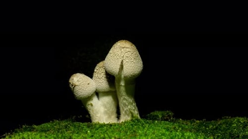 Shaggy Mane Mushrooms Growing on Moss in Forest