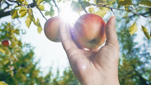 Hand Picks a Ripe Apple from Tree Branch