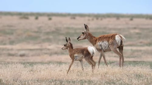 Pronghorn fawn walking with its mother through the Utah desert