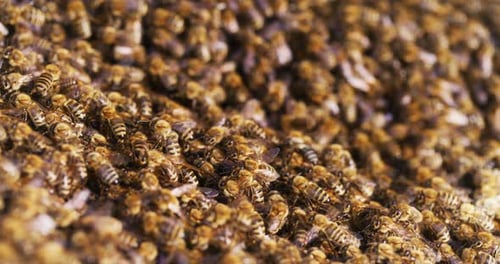 Buzzing Swarm of Bees in a Hive