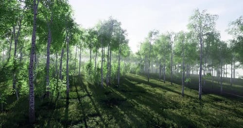 Sunlight Filters Through Lush Forest Creating a Serene Landscape of Greenery