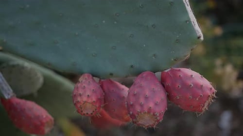 Close-up of cutting a prickly pear fresh off the plant.