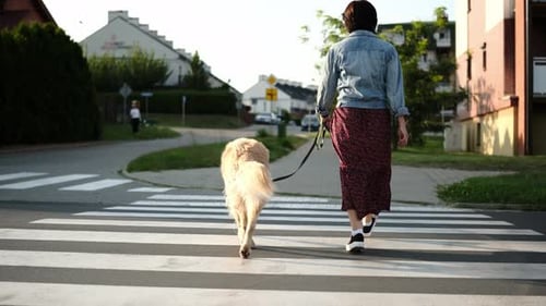 Woman Walking With Golden Retriever Dog On A Street