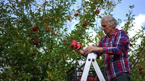 Senior Man Picking Apples in Lush Orchard