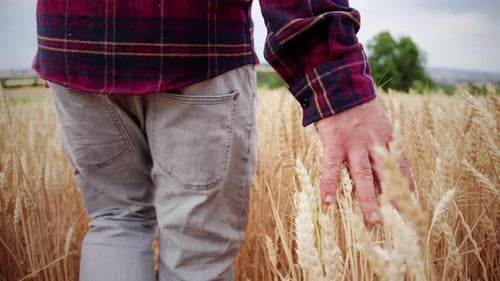 Rear View of an Agronomist Farmer Walking in Golden Wheat Field Touching with Hand the Harvest of