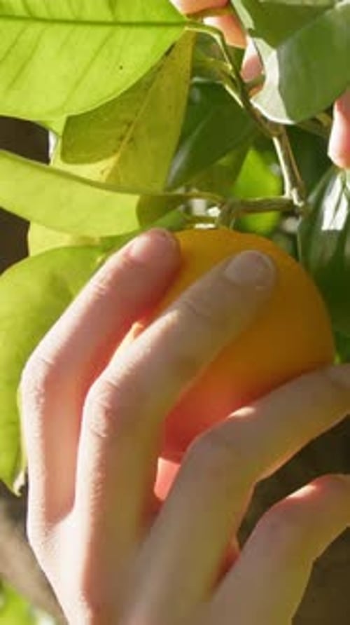 Hand Reaches for Orange on Citrus Tree