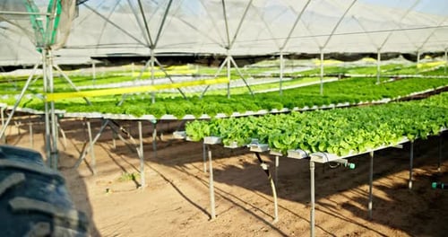 Pflanzen, Gewächshaus und Gartenanbau für Landwirtschaft, nachhaltigen und ökologischen Landbau
