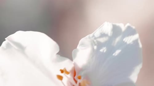 Cherry Flower on Branch Tree