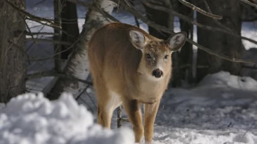 Deer Foraging in Snowy Winter Forest