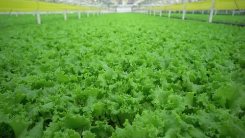 Industrial Greenhouse for Growing Lettuce Leaves Hydroponics Farm