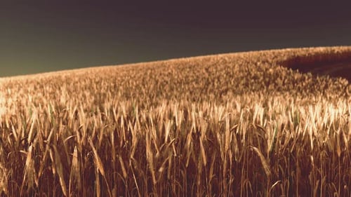 Golden Wheat Field at Sunset