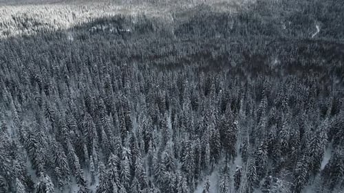 Aerial view of the forested valley on a winter day. Beautiful coniferous forest with snow covered