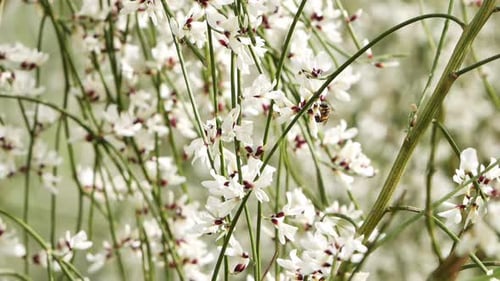 Abeille mellifère récoltant le nectar de petites fleurs blanches au centre rouge sur de fines tiges vertes