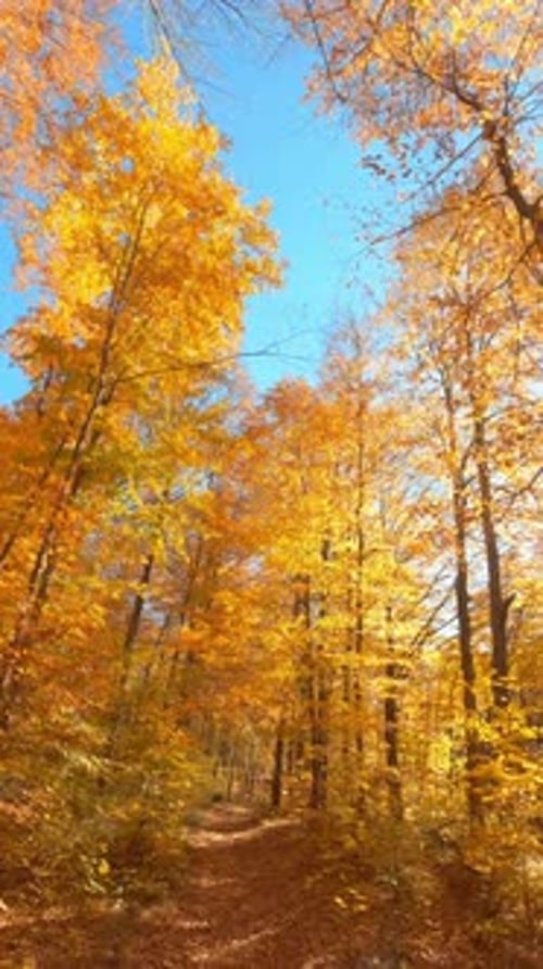 Aerial Drone of Picturesque Golden Orange Colorful Autumn Forest Landscape Travel Journey Motion