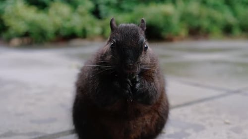 Süßes Eichhörnchen, das Nüsse auf dem Boden im Hinterhof isst