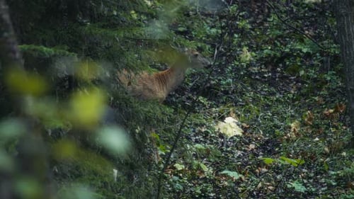A deer walking out of the forest into the clearing