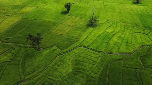 Lush Green Rice Fields