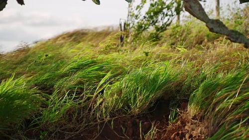 Gentle Breeze Sways Green Grass on Sunny Hillside Natural Rural Landscape Peaceful Wind Moves