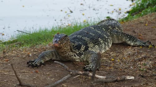 Water monitor lizard resting near pond