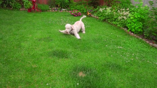 Dog running through grassy yard with flowers